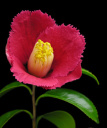 coLegRicf